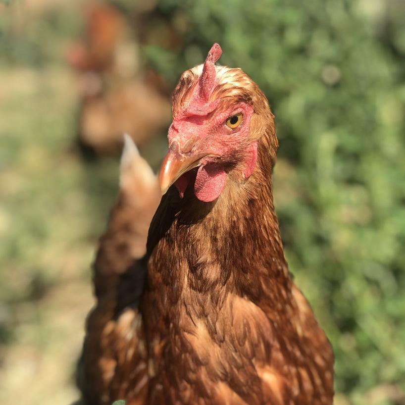 Hühnerhaltung im Garten