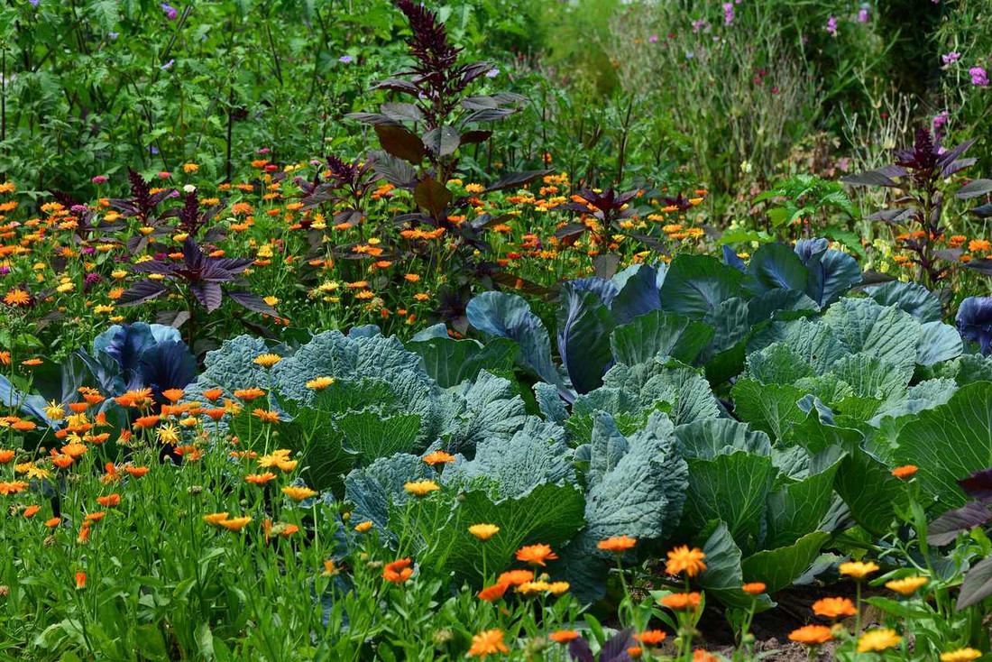 Pflanzenstärkungsmittel für Zimmer- und Gartenpflanzen