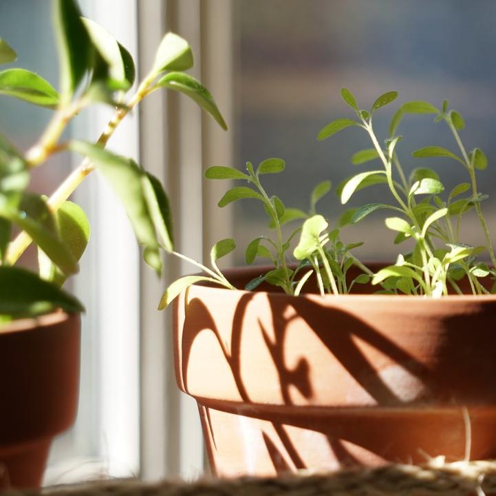 Indoor Garten