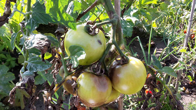 Kraut & Braunfäule bei Tomaten und Kartoffeln