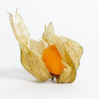 Physalis