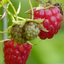 Himbeeren