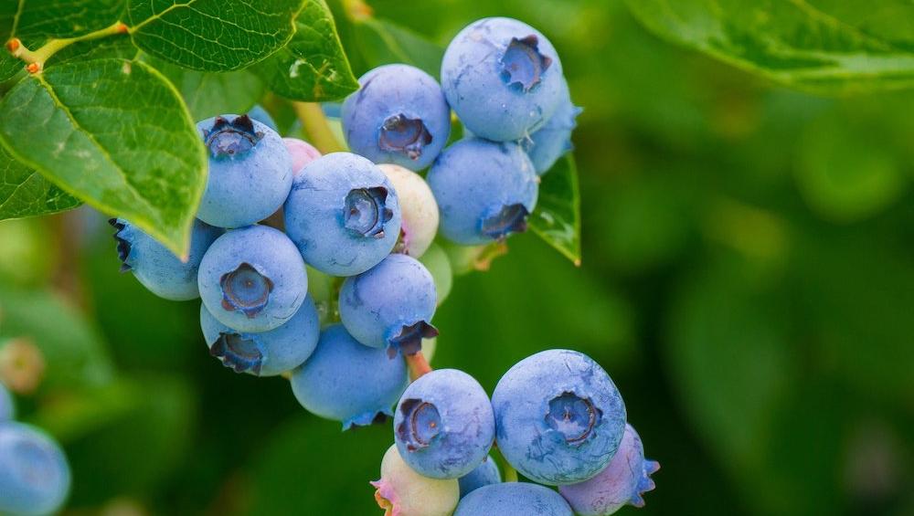 Heidelbeeren