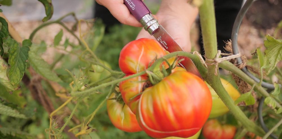 Tomaten - die 6 größten Fehler