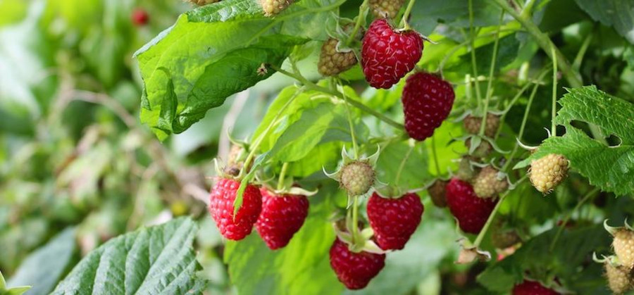 Beerensträucher pflanzen und pflegen | Obstbäume & Gemüsepflanzen