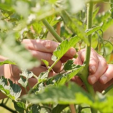 Tomaten ausgeizen