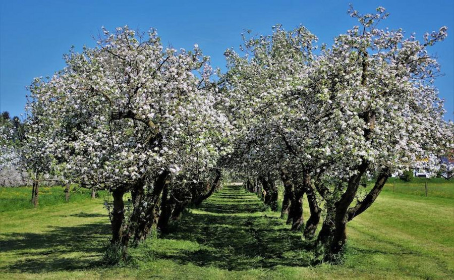 Obstbäume pflanzen