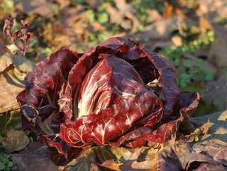 Radicchio