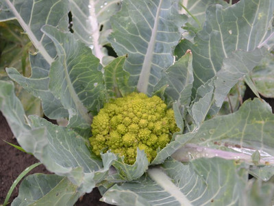 Romanesco