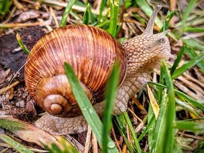 Mittel gegen Schnecken