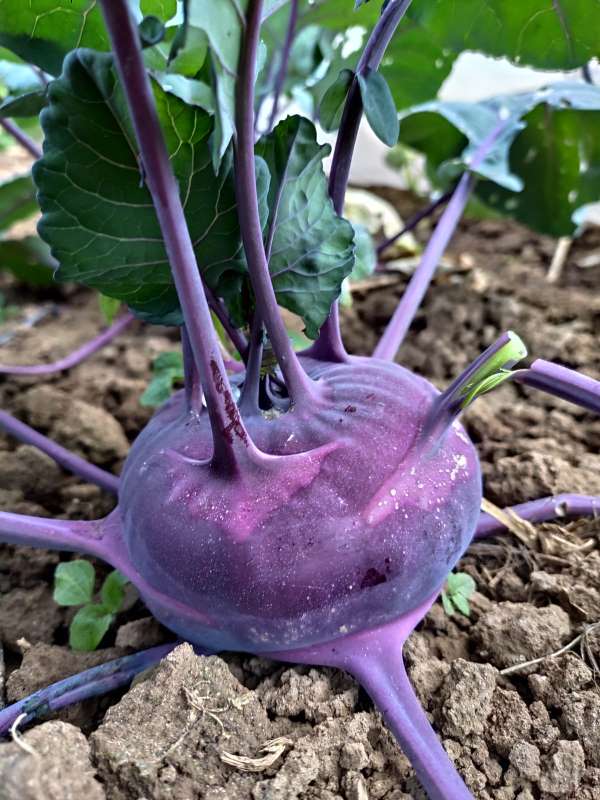 Kohlrabi "Azur Star"