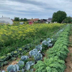 Bio-Gemüsegarten mieten in Böbingen / Pfalz - 2025