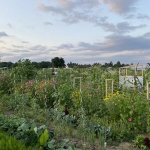 Bio-Gemüsegarten mieten in Stuttgart-Möhringen Fläche 2