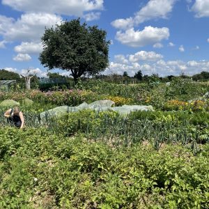 Alternative view of Bio-Gemüsegarten mieten in Stuttgart-Möhringen Fläche 2