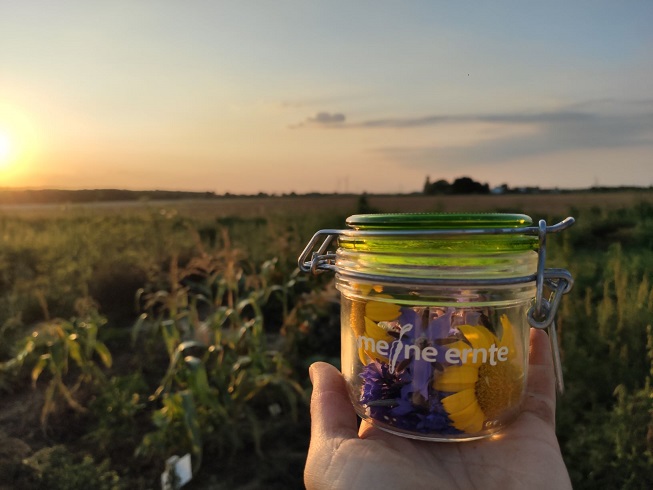 Essbare Blumen und Blüten