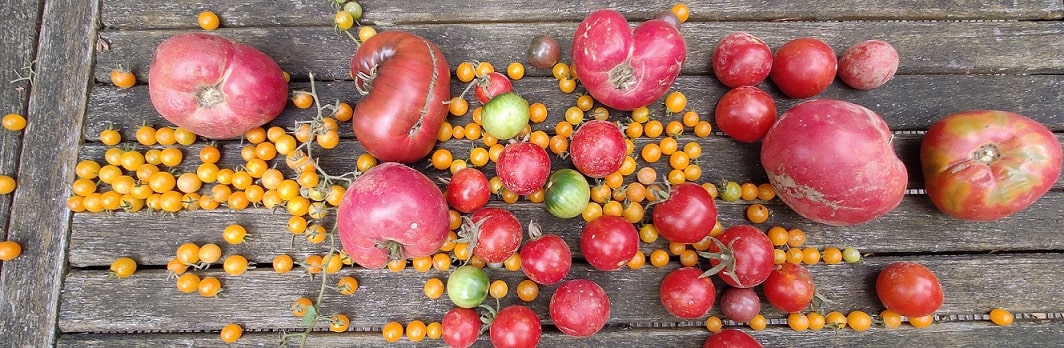 Tomaten düngen