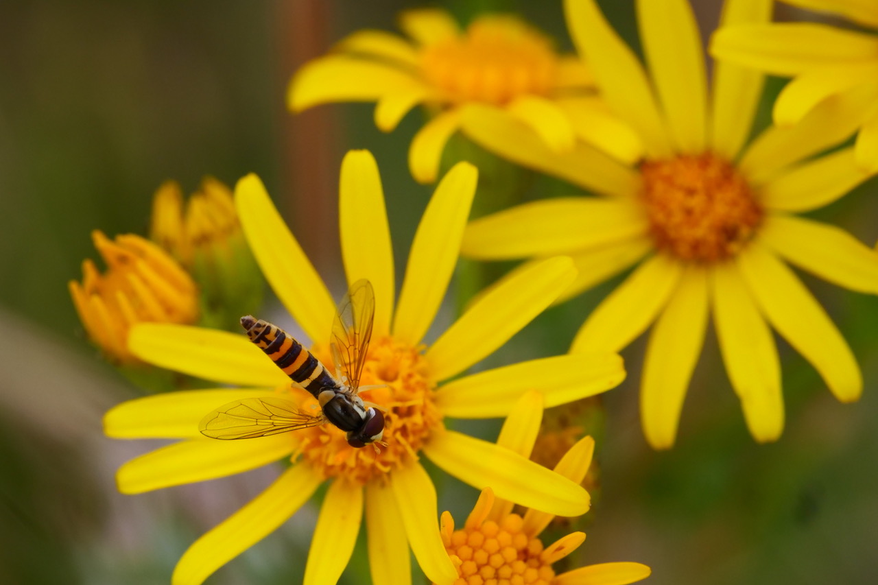 Blumen, Insekten, Nützlinge