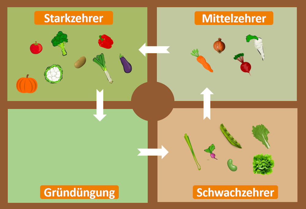 Gemüse Stark-, Mittel- und Schwachzehrer