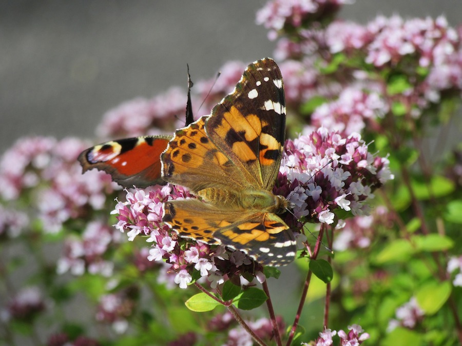 Insektenfreundlich Gärtnern