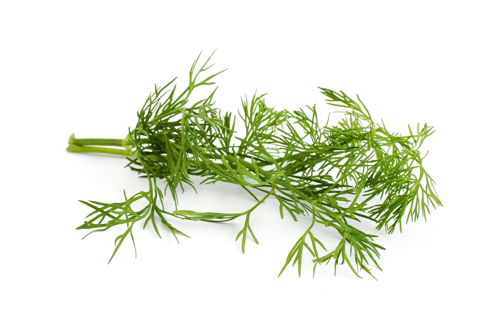 Dill