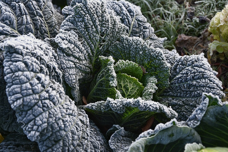 Gemüseanbau Winterernte
